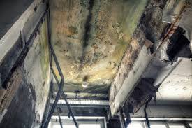 Best Real Estate Mold Inspection  in Garden Ridge, TX